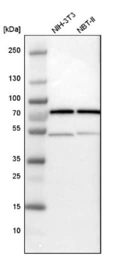 DDX1 Antibody, Novus Biologicals:Antibodies:Primary Antibodies